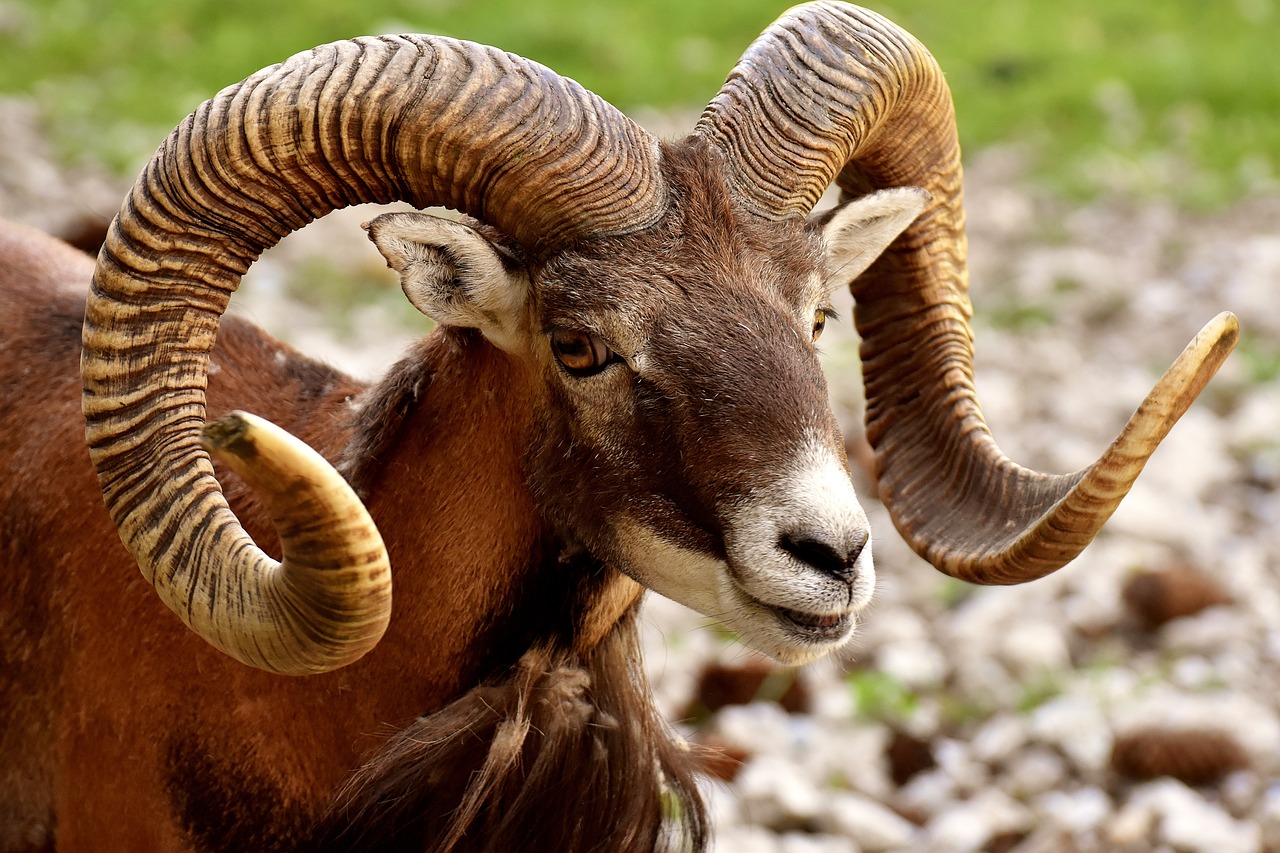 ¿Quién es el Guardian de Aries?