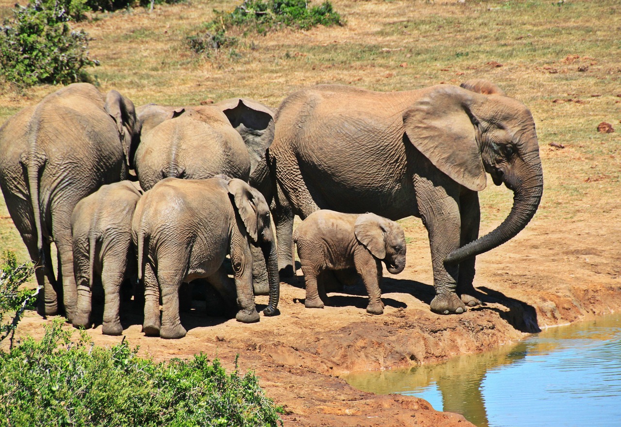 ¿Cuánto vale una entrada al Parque Nacional Kruger?”