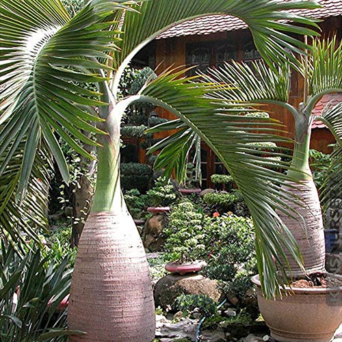 100 Piezas En Forma De Botella De Palmera Semillas Bonsai Jardín Planta Ornamental Tropical Semillas de palmera