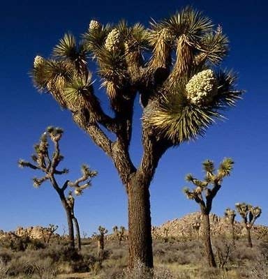 25 exóticas semillas del árbol de Joshua, Yucca brevifolia palma, baccata var. resistente al frío