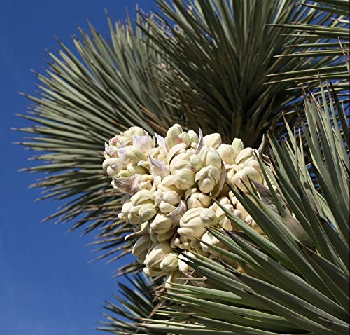 50 exóticas semillas del árbol de Joshua! Yucca brevifolia, baccata var. palma, resistente al frío