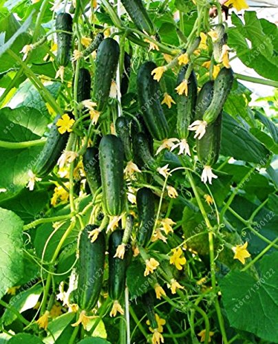 50 japón semillas de pepino Mini ORZEL muy tempranas, variedad de Polonia, de terreno abierto el cultivo de hortalizas semillas para alimentos orgánicos