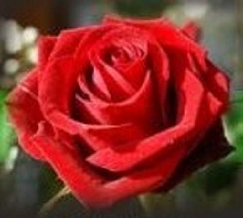 50 Semillas de Rosa Roja (Red Rose Seeds)