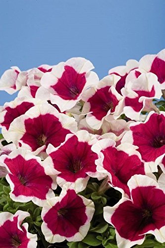 Aachondra 50pcs semillas de flores de petunia granate blanco