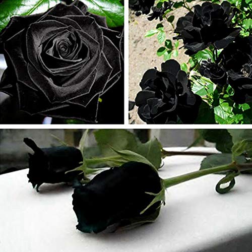 Benoon Semillas De Rosas, 20 Piezas/Bolsa Semillas De Rosas Flores Raras Tolerantes A La Sequía Plantas Florecientes Negras Plántulas De Jardín Para Oficina Negro