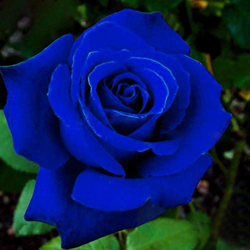 Benoon Semillas De Rosas, 50 Piezas/Bolsa Semillas De Rosas Plantas De Semillero De Flores Rústicas Azules Multiusos Naturales Para Jardín Azul medianoche semilla de rosa