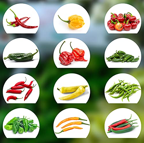 Chili Seed Set | 12 variedades de semillas de chile desde picante a suave | Set de cultivo con Chili Premium- Semillas naturales | fácil de cultivar/cultivar para el jardín y el balcón