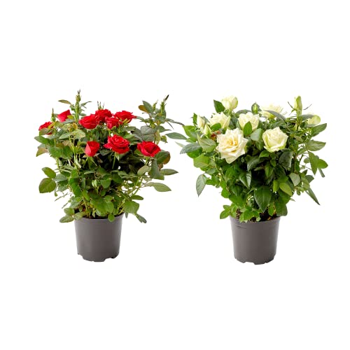 DECOALIVE Rosal Planta Natural - Pack 2 Plantas - Flores de Rosas en Maceta
