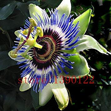 Flor de la pasión (Passiflora incarnata), 100pcs / bag Certificado Puro vivo semilla, planta nativa de la semilla verdadera para el hogar y el jardín