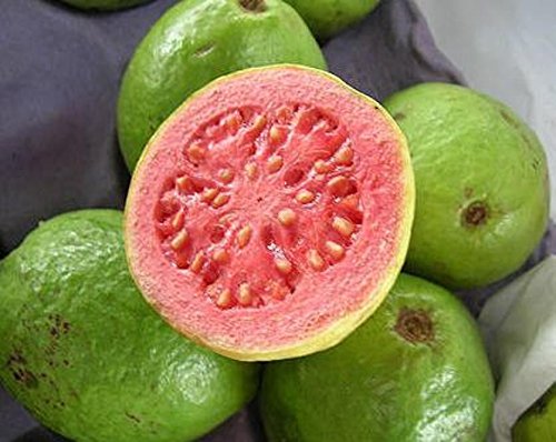 Guayaba frutas tropicales Psidium guajava semillas de árboles de guayaba exótica comestible 15 SEMILLAS