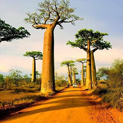 Haloppe 10 piezas de semillas de plantas de árboles de baobab para plantar en el jardín del hogar, semillas de árboles de baobab de Adansonia Digitata, plantas exóticas para exteriores, alta germ