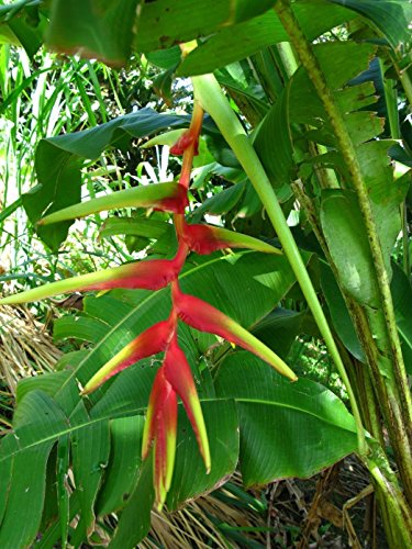 Heliconia Riopalenquensis - brillante colgante rojo - Semillas de plantas tropicales raras (5)