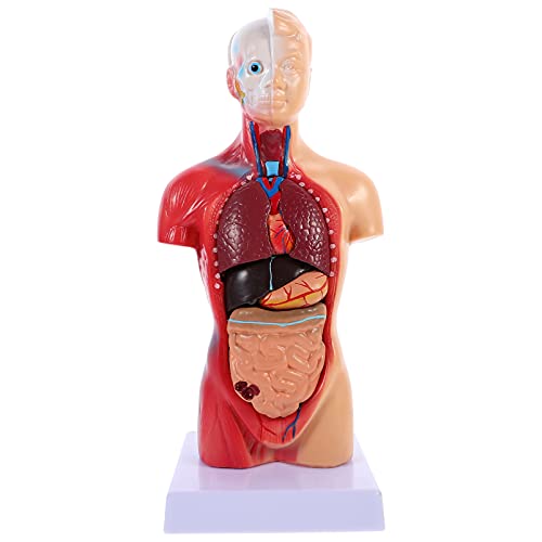 iplusmile Cuerpo Humano Modelo Torso Anatomía Muñeca 15 Partes Extraíbles 3D Modelo de Órgano Humano Esqueleto Visceral Cerebro Educación Enseñanza Uso