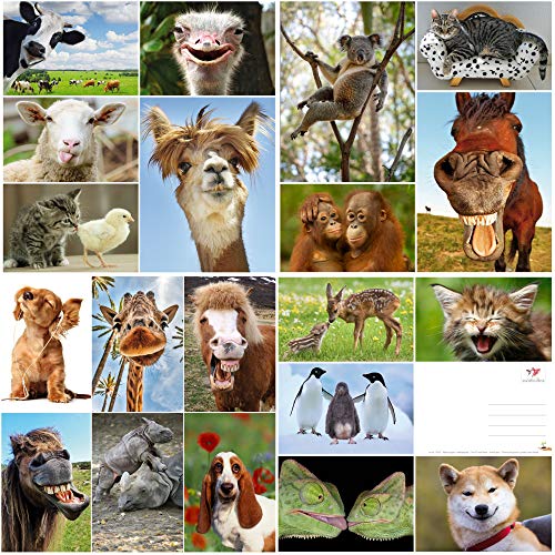 Juego de 20 tarjetas postales con animales divertidos y geniales (20 postales) para coleccionistas y postcrossing de EDITION COLIBRI