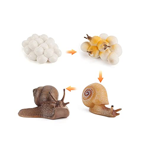 Kit de juguete de ciclo de vida animal, caracol de tierra, libélula y rana, herramienta educativa de figuras de animales del bosque, kit de juguete para niños de kindergarten (tamaño: caracol)