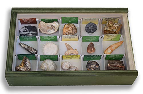 MINERALES Y FOSILES NANO Colección de 15 Fósiles del Mundo en Caja de Madera Natural - Fósiles Reales educativos con Etiqueta informativa a Color. Kit de Ciencia de Geología para niños.