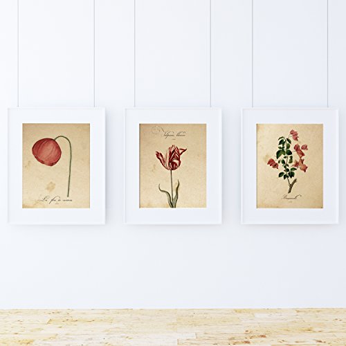 Nacnic - Pack 3 Posters Vintage Flores Rojas - Láminas Decorativas de Botánica y Naturaleza - Impresión de Arte e Ilustración para Decoración Collage