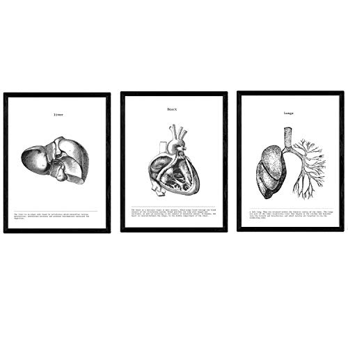 Nacnic Set de 3 posters de anatomía en blanco y negro con imágenes del cuerpo humano. Pack de láminas sobre biología con Corazón, Hígado y Pulmones. Tamaño A3. Sin Marco.