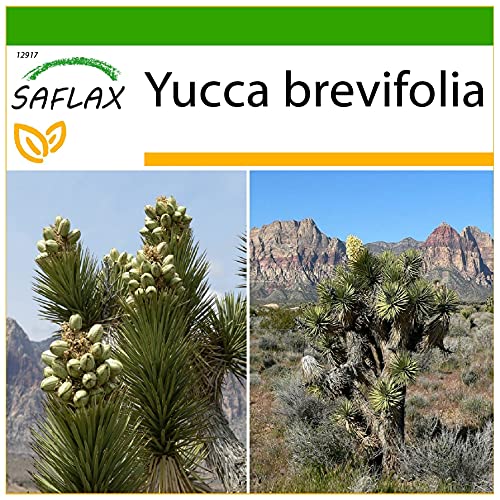 SAFLAX - Árbol de Josué - 10 semillas - Con sustrato estéril para cultivo - Yucca brevifolia