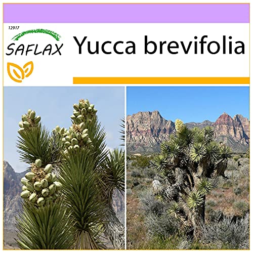 SAFLAX - Árbol de Josué - 10 semillas - Yucca brevifolia