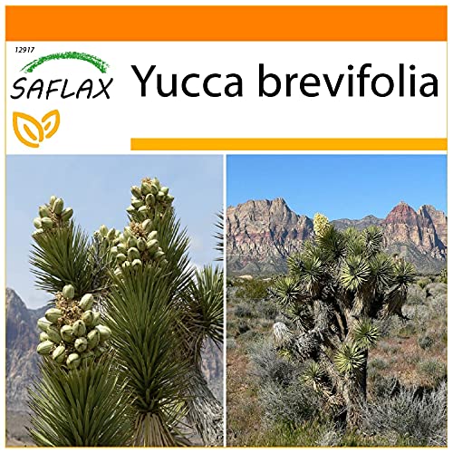 SAFLAX - Garden in the Bag - Árbol de Josué - 10 semillas - Con sustrato de cultivo en un sacchetto rigido fácil de manejar. - Yucca brevifolia