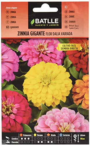 Semillas Batlle - Zinnia GIGANTE flor DALIA vda