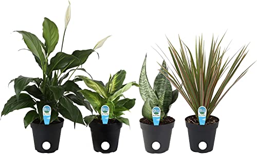 Set Plantas Filtración del Aire: Lirio de la Paz (Spathiphyllum), Dieffenbachia, Planta Espada (Sansevieria) y Árbol Dragón (Dracaena))