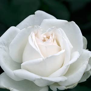 Verdecora Rosal Grandiflora - Planta Natural con Flor - Rosa Perfumada de plantación (Blanco Queen Elizabeth White)