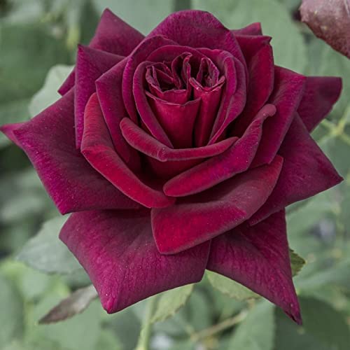 Verdecora Rosal Grandiflora Rojo - Planta Natural con Flor - Rosa Perfumada de plantación (Rojo Oscuro Black Baccara)