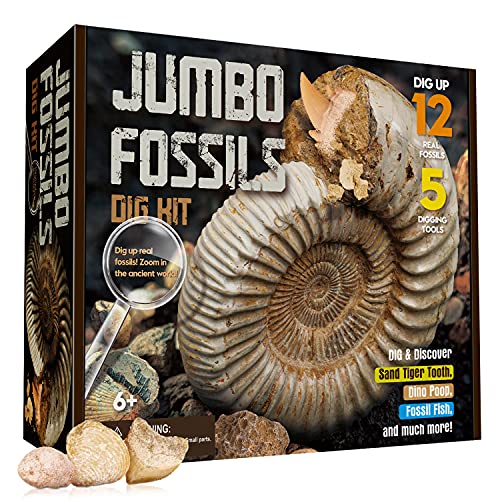 XXTOYS Kit de Excavación Jumbo de Fossils, Fosiles Autneticoss para Excavación, Exploración de Ciencia y Educación Jugetes Niños 6-12 Años