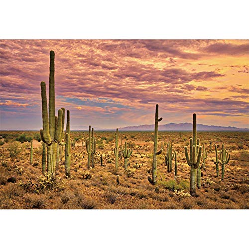 YongFoto 3x2m Paisajes Naturales Fondo Cactus Desierto de Sonora Al Atardecer Nubes Colinas Fotografía Fondo Boda Fecha Amante De Viaje Foto Retrato Accesorios