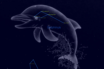 Delphinus | Constelaciones